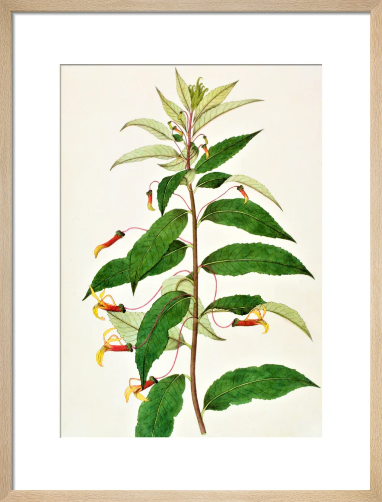 Siphocampylus - The Dapuri Collection - Image 11