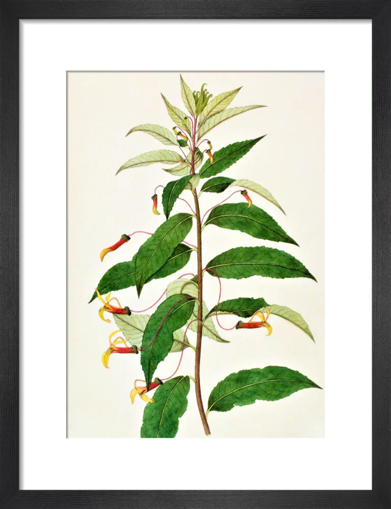 Siphocampylus - The Dapuri Collection - Image 3