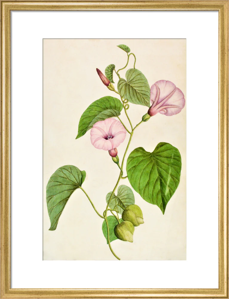 Stictocardia Tiliifolia - The Dapuri Collection - Image 10