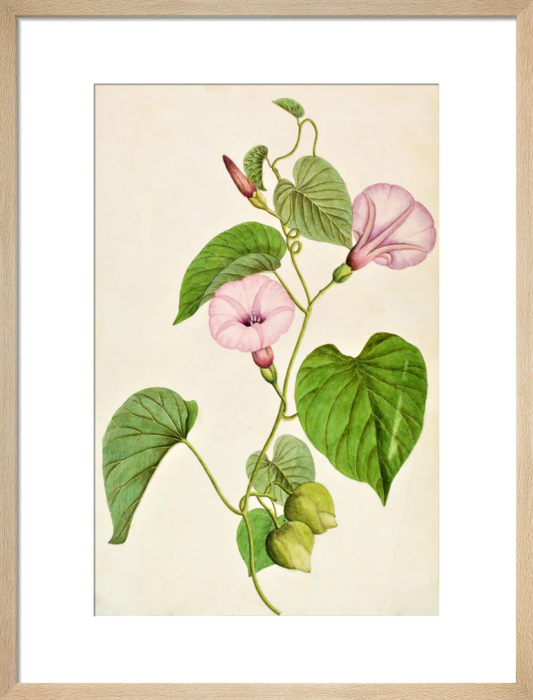 Stictocardia Tiliifolia - The Dapuri Collection - Image 11