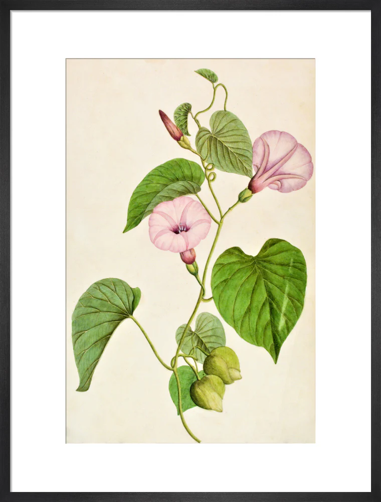 Stictocardia Tiliifolia - The Dapuri Collection - Image 13
