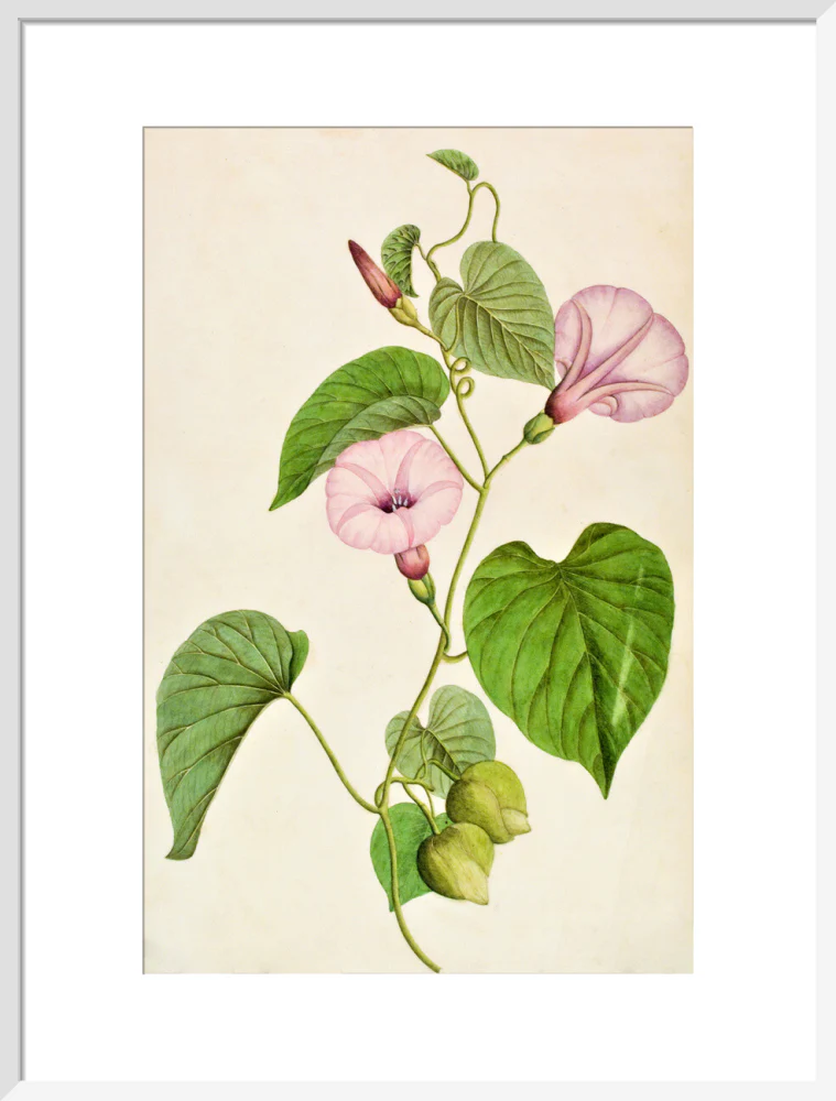 Stictocardia Tiliifolia - The Dapuri Collection - Image 14
