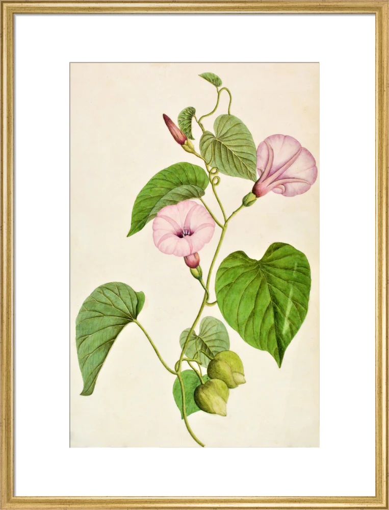 Stictocardia Tiliifolia - The Dapuri Collection - Image 15