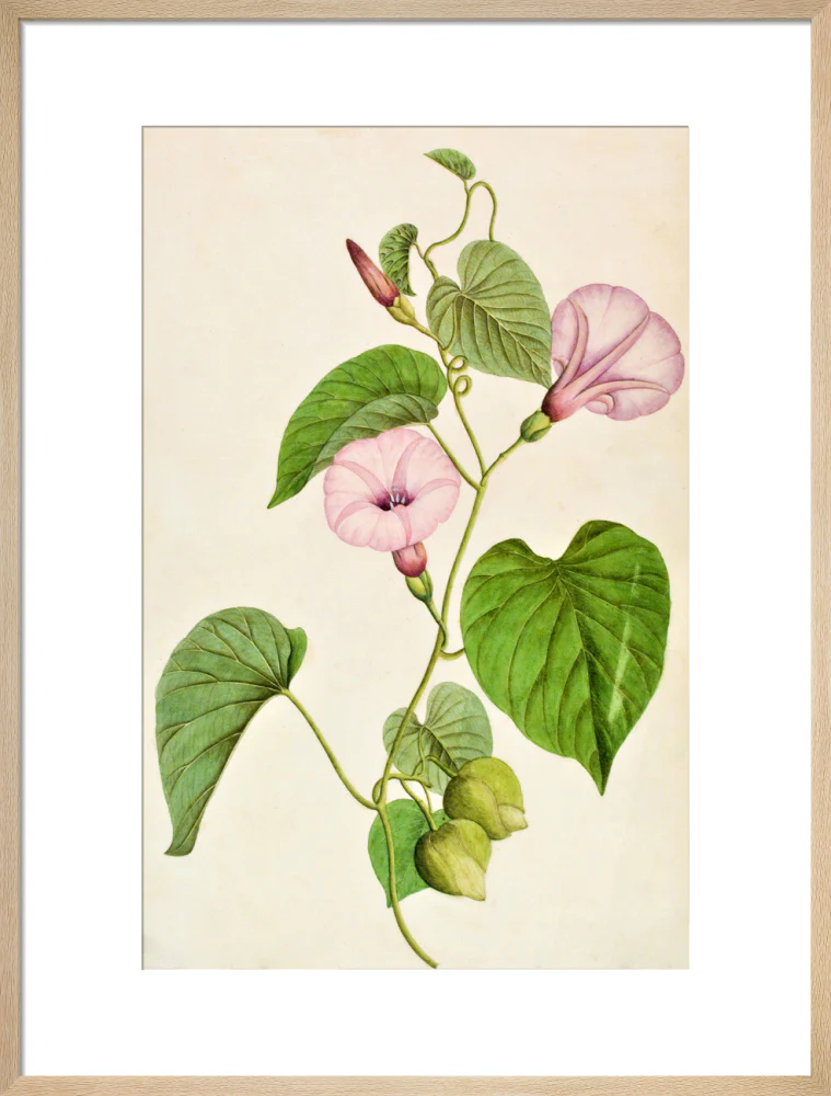 Stictocardia Tiliifolia - The Dapuri Collection - Image 16