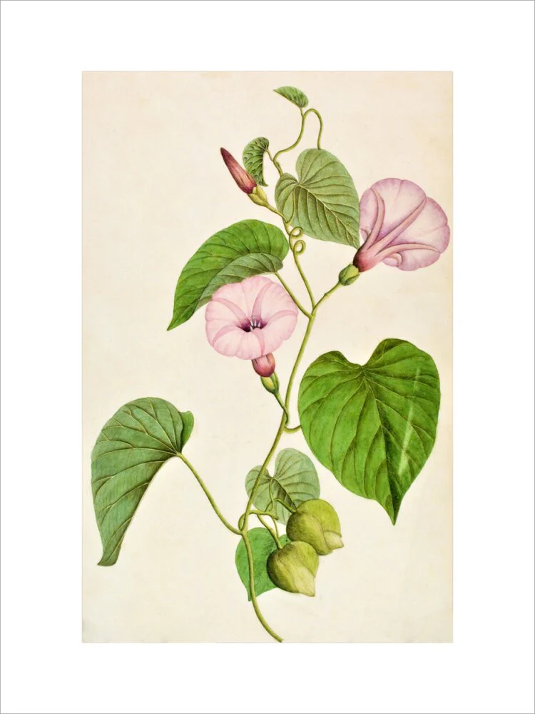 Stictocardia Tiliifolia - The Dapuri Collection - Image 2