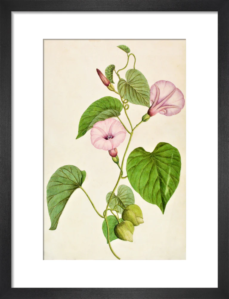 Stictocardia Tiliifolia - The Dapuri Collection - Image 3