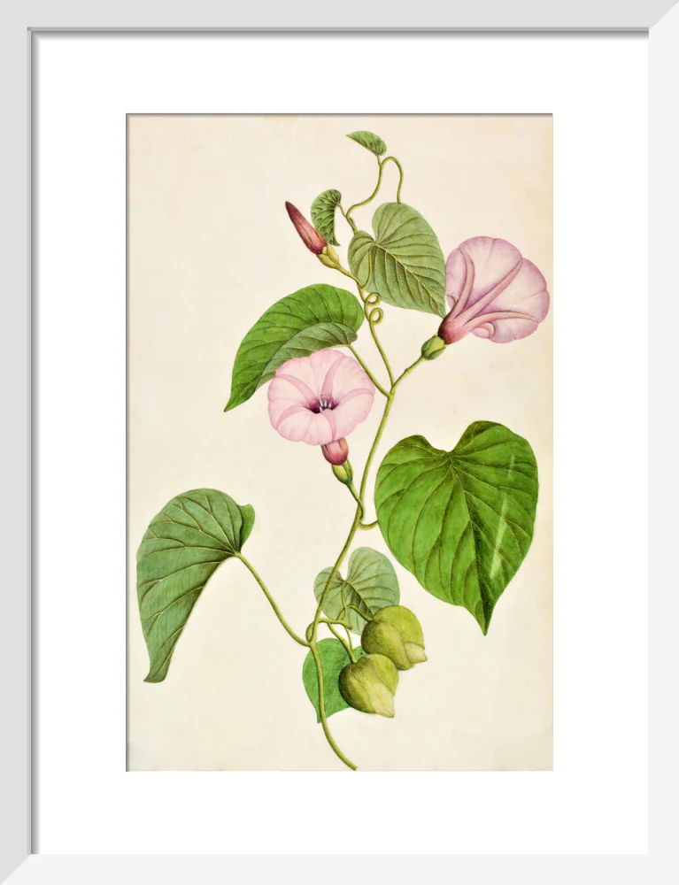 Stictocardia Tiliifolia - The Dapuri Collection - Image 4