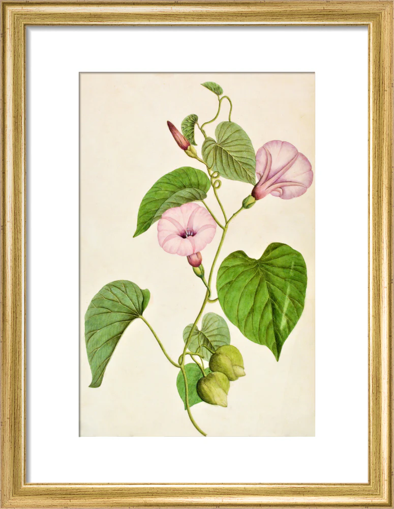 Stictocardia Tiliifolia - The Dapuri Collection - Image 5