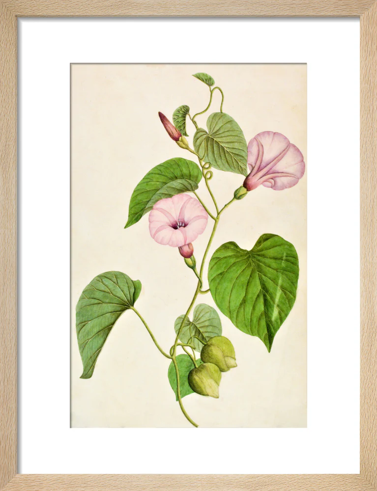 Stictocardia Tiliifolia - The Dapuri Collection - Image 6