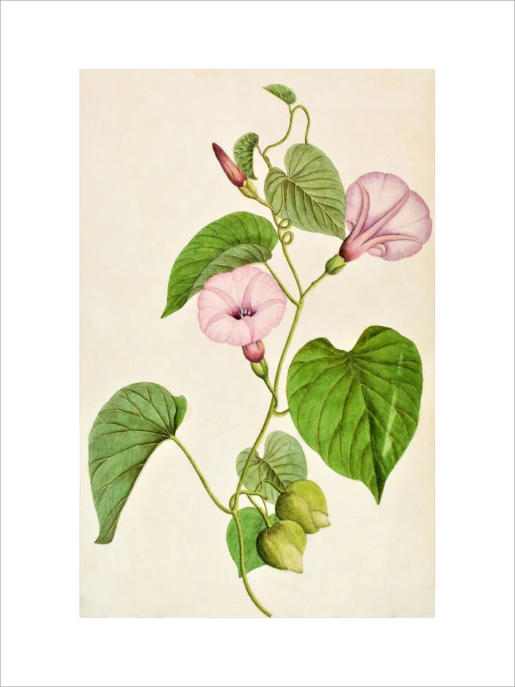 Stictocardia Tiliifolia - The Dapuri Collection - Image 7