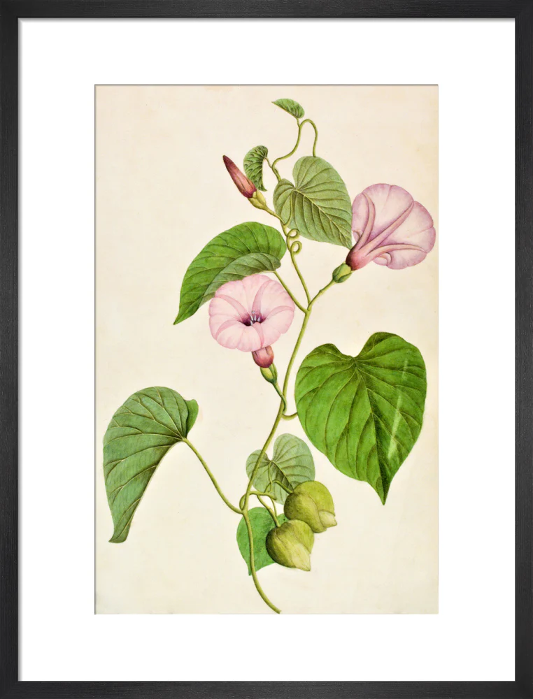 Stictocardia Tiliifolia - The Dapuri Collection - Image 8