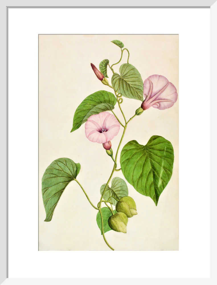 Stictocardia Tiliifolia - The Dapuri Collection - Image 9