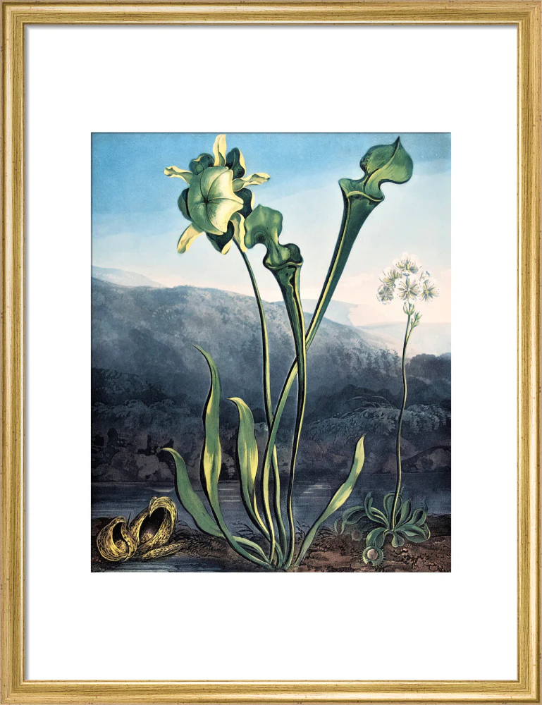 American Bog Plants by Robert John Thornton - Image 10