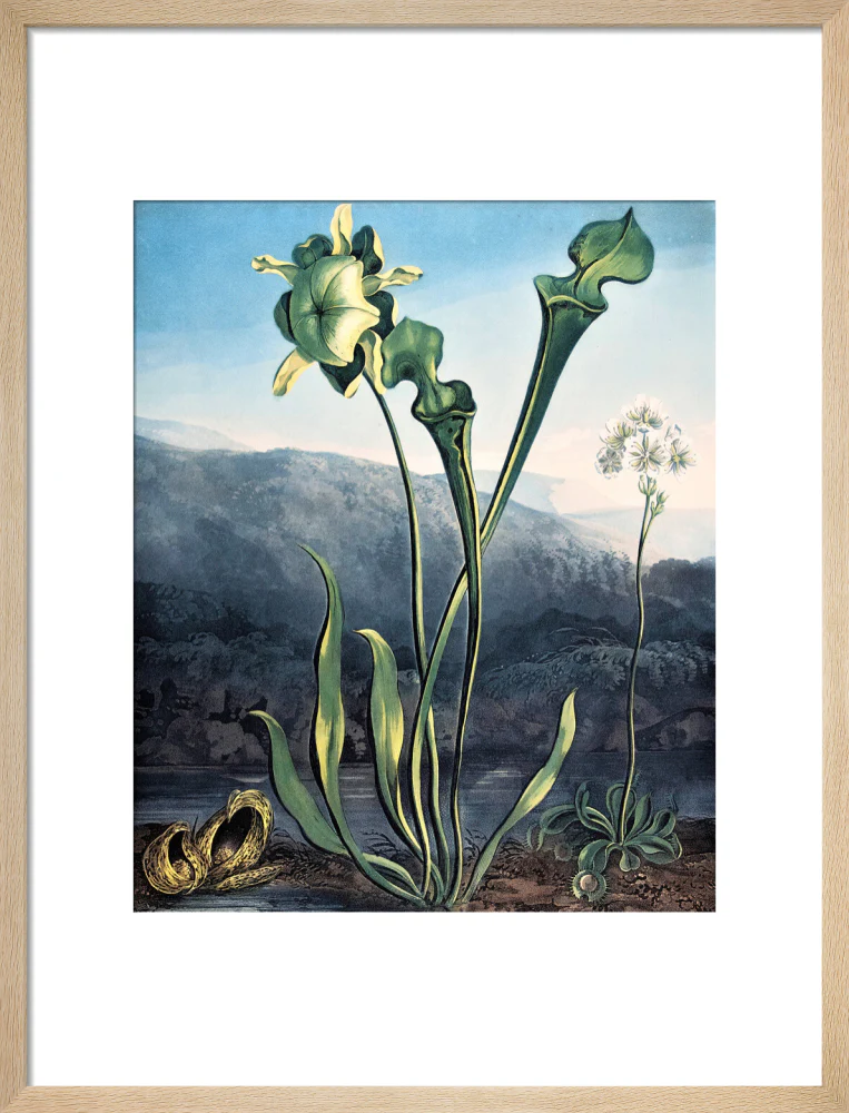 American Bog Plants by Robert John Thornton - Image 11