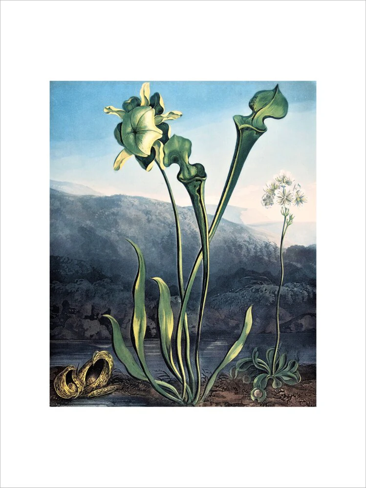 American Bog Plants by Robert John Thornton - Image 12
