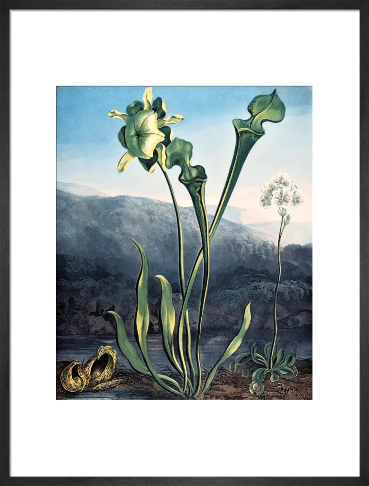 American Bog Plants by Robert John Thornton - Image 13