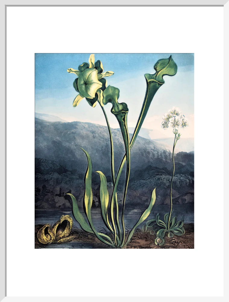 American Bog Plants by Robert John Thornton - Image 14