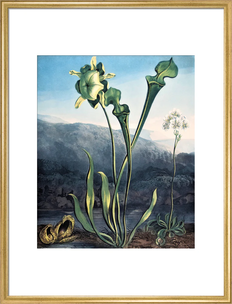 American Bog Plants by Robert John Thornton - Image 15