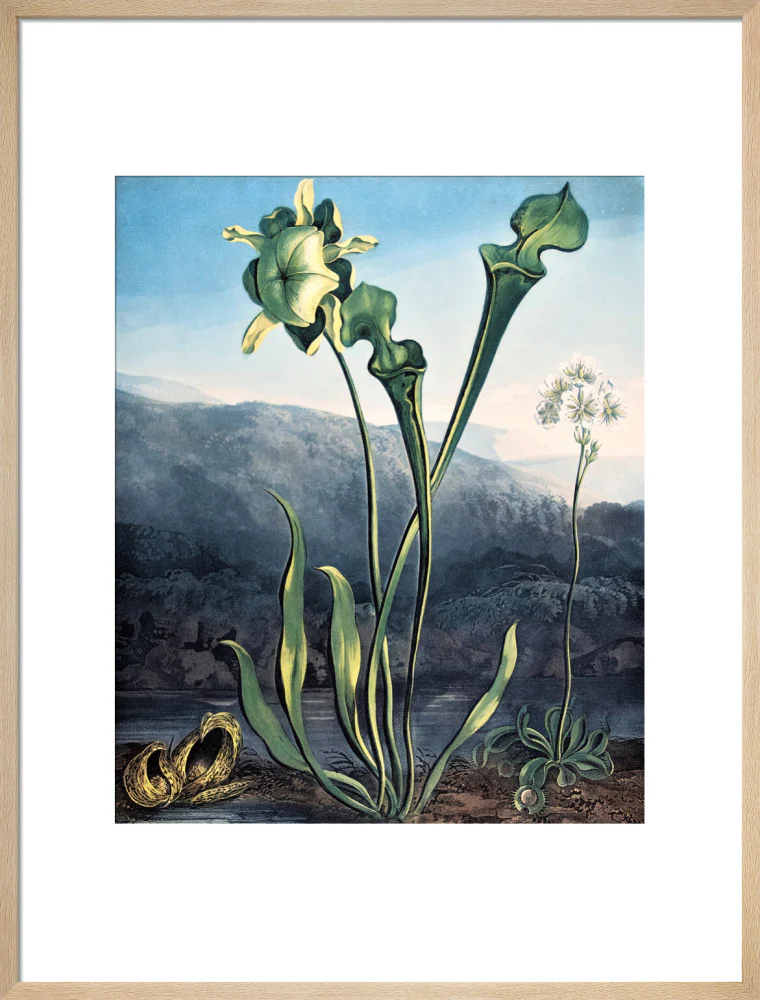 American Bog Plants by Robert John Thornton - Image 16
