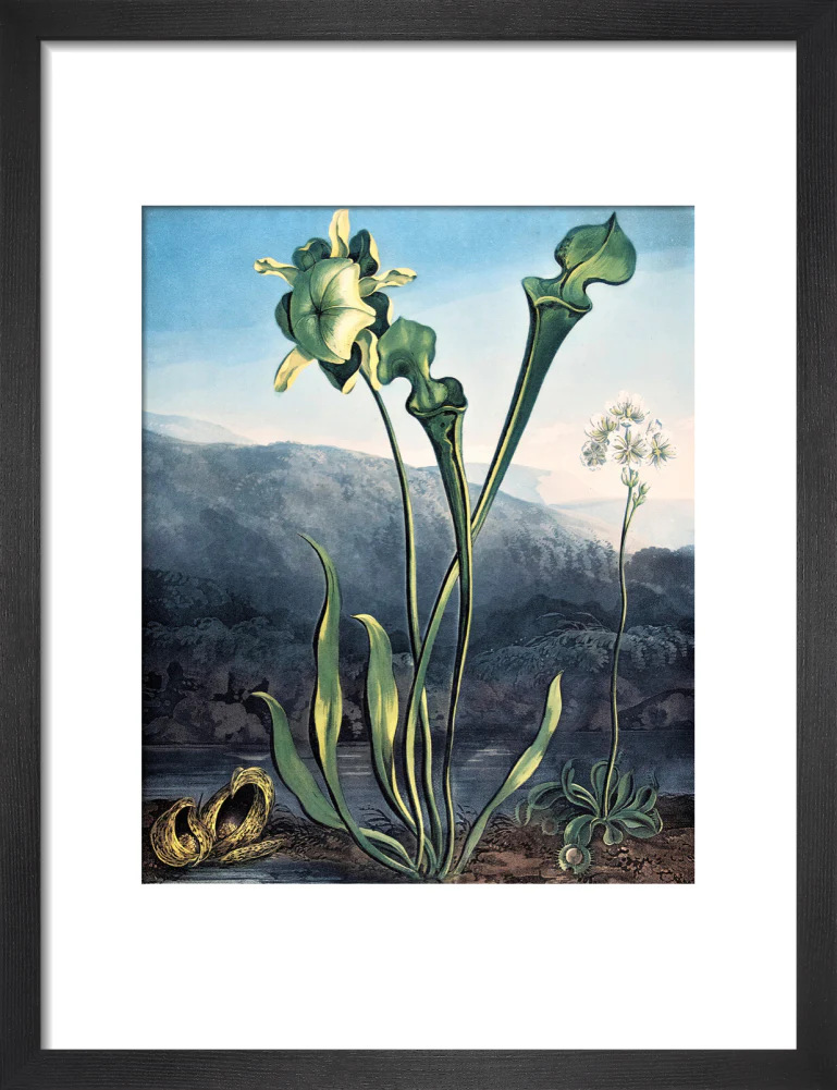 American Bog Plants by Robert John Thornton - Image 3