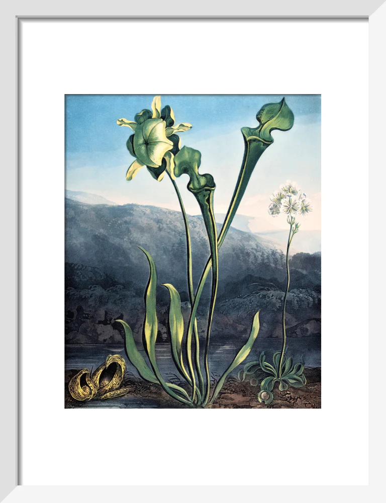 American Bog Plants by Robert John Thornton - Image 4