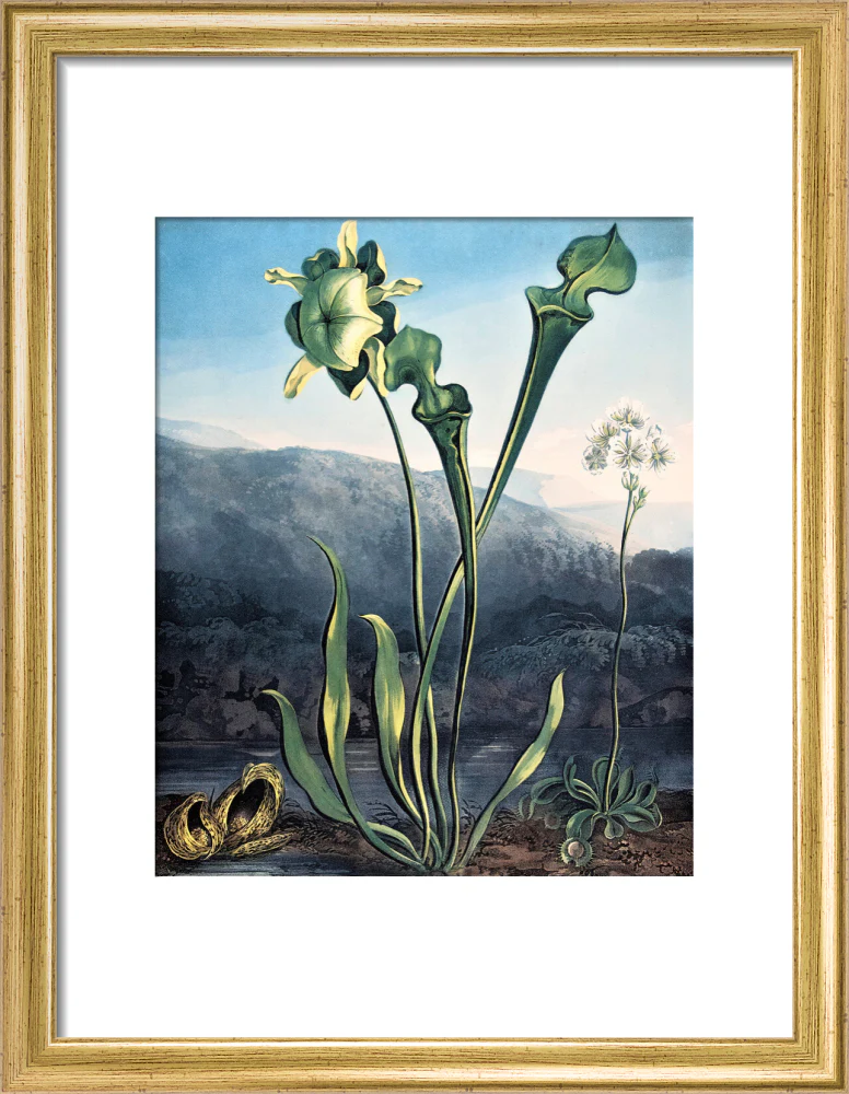 American Bog Plants by Robert John Thornton - Image 5