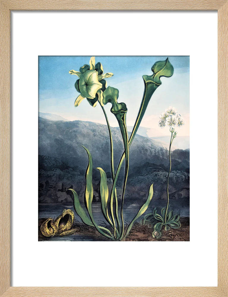 American Bog Plants by Robert John Thornton - Image 6