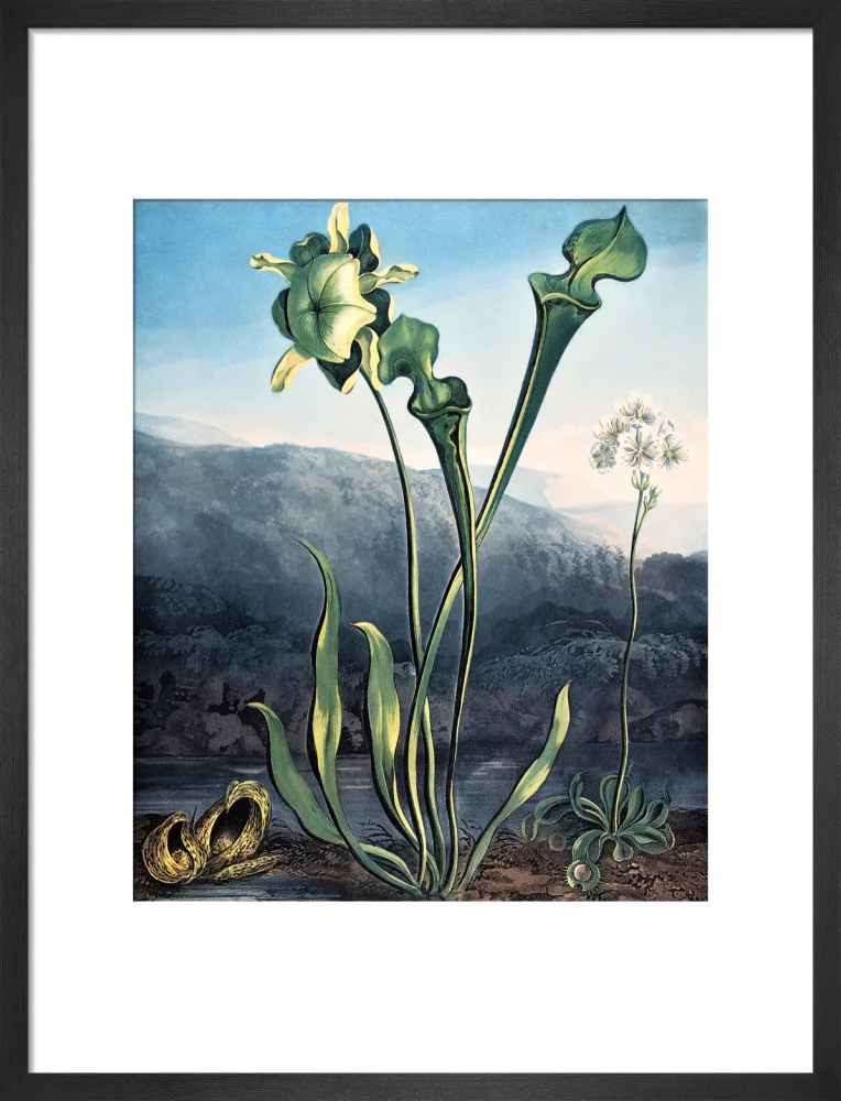 American Bog Plants by Robert John Thornton - Image 8