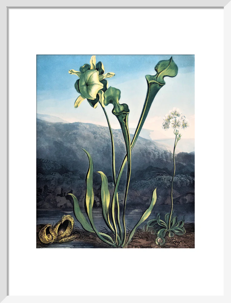 American Bog Plants by Robert John Thornton - Image 9