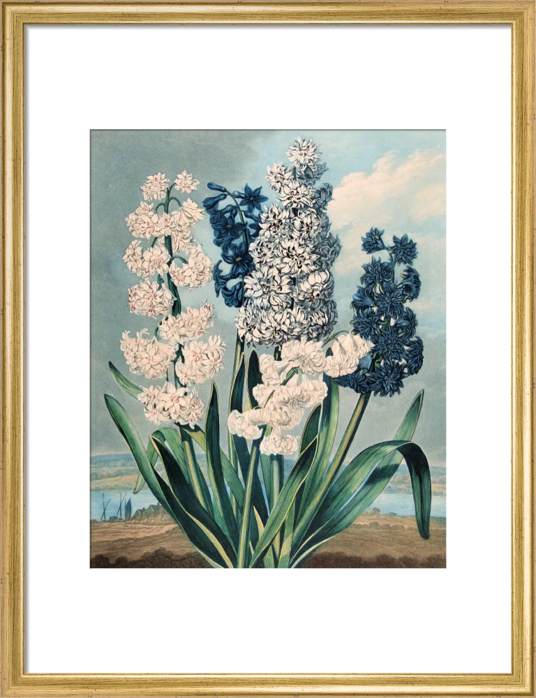 Hyacinths by Robert John Thornton - Image 10