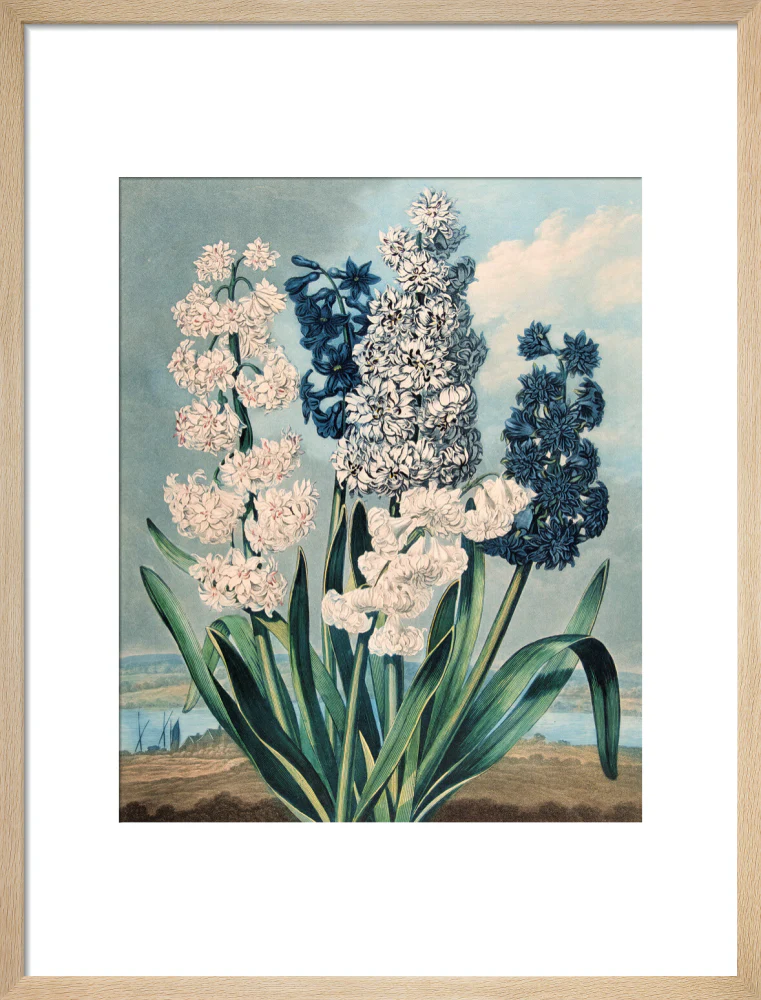 Hyacinths by Robert John Thornton - Image 11