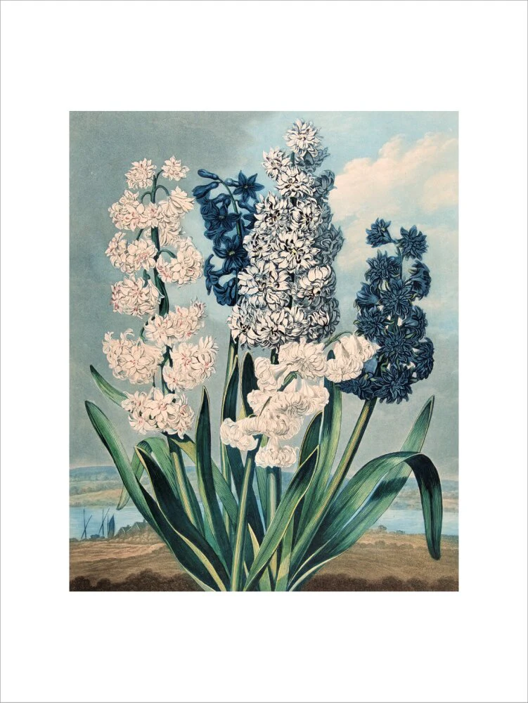 Hyacinths by Robert John Thornton - Image 12