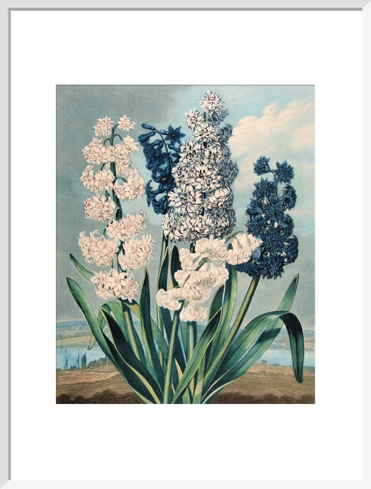 Hyacinths by Robert John Thornton - Image 14