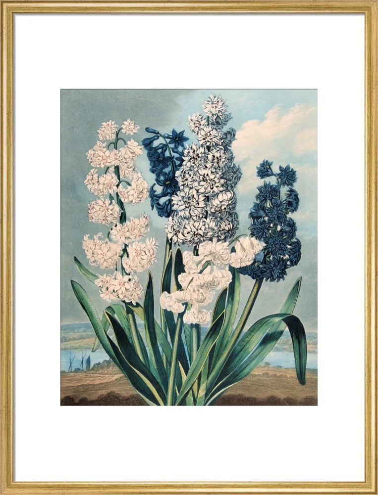Hyacinths by Robert John Thornton - Image 15