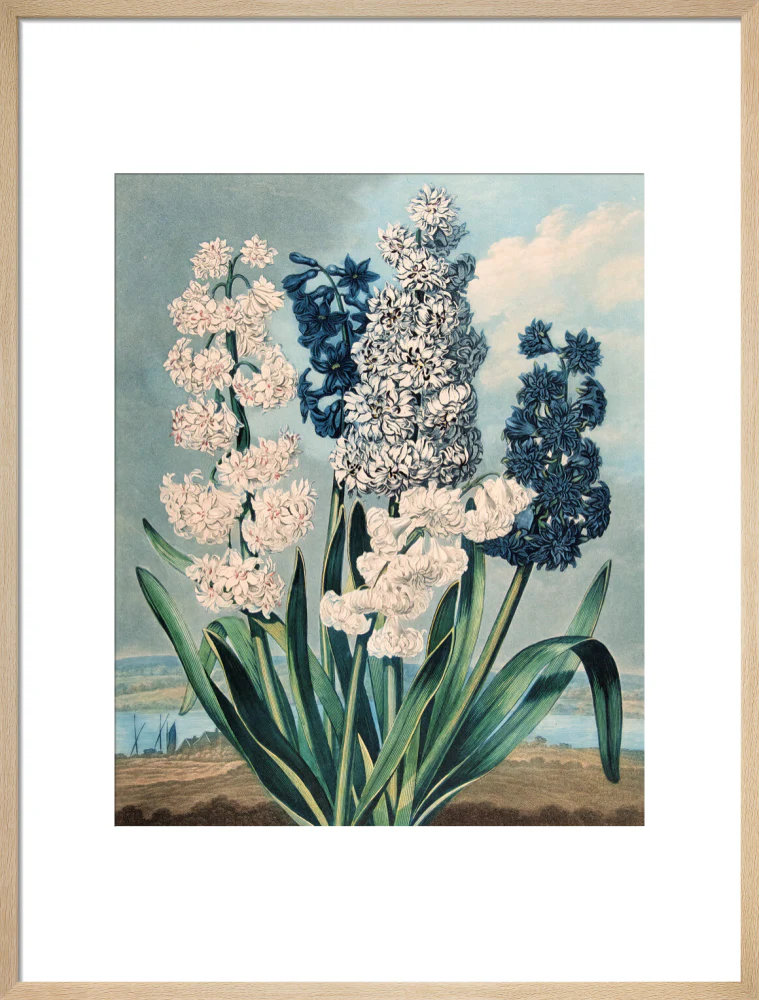 Hyacinths by Robert John Thornton - Image 16