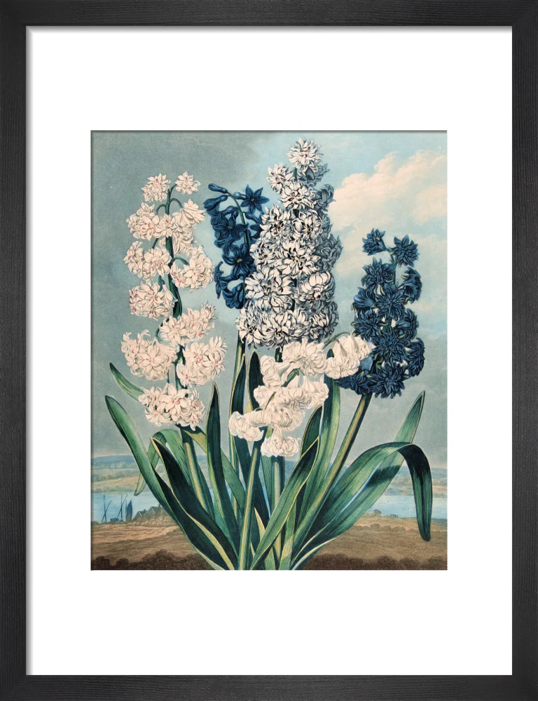 Hyacinths by Robert John Thornton - Image 3