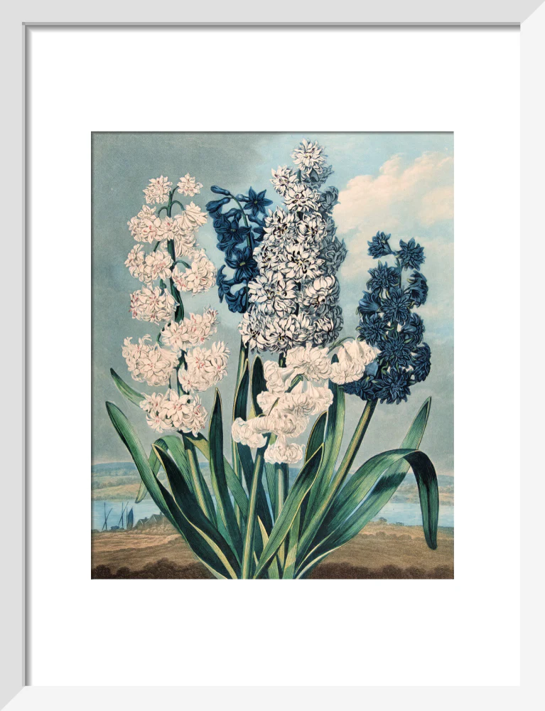 Hyacinths by Robert John Thornton - Image 4