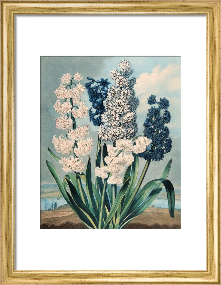 Hyacinths by Robert John Thornton - Image 5