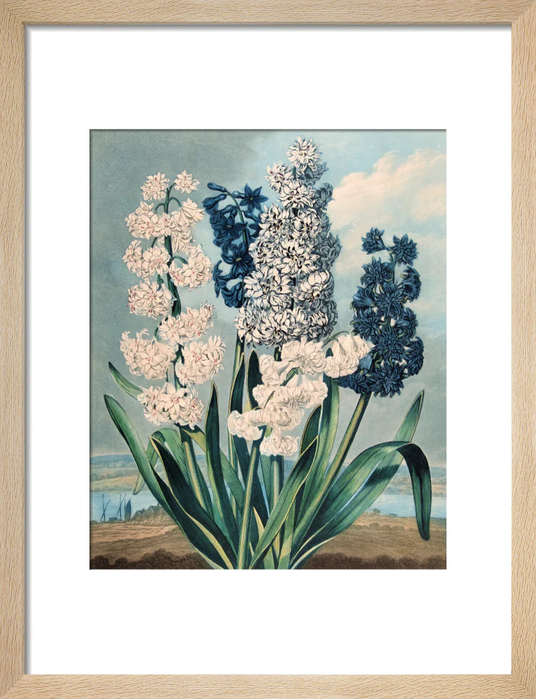 Hyacinths by Robert John Thornton - Image 6