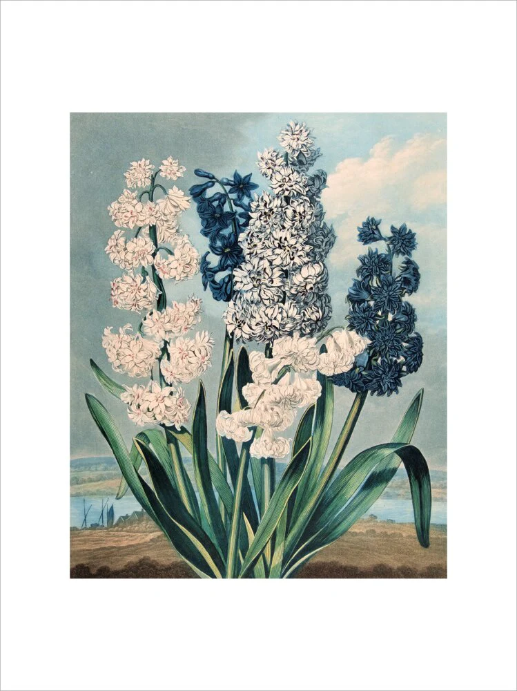Hyacinths by Robert John Thornton - Image 7