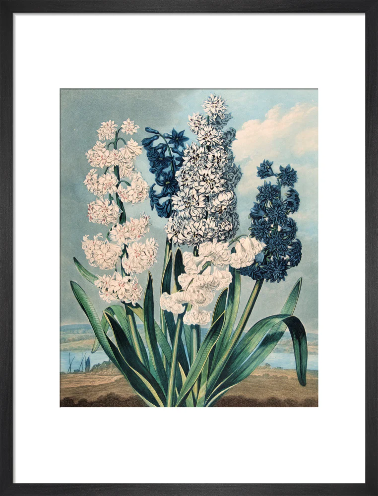 Hyacinths by Robert John Thornton - Image 8