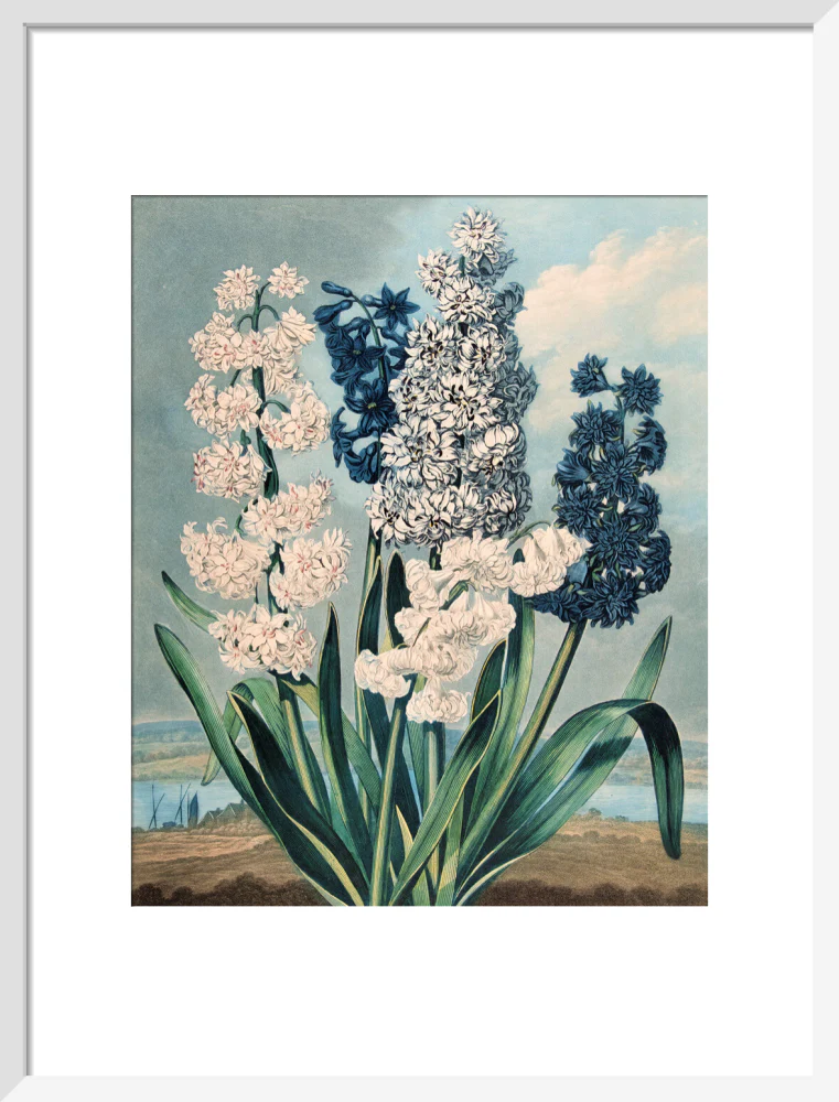 Hyacinths by Robert John Thornton - Image 9