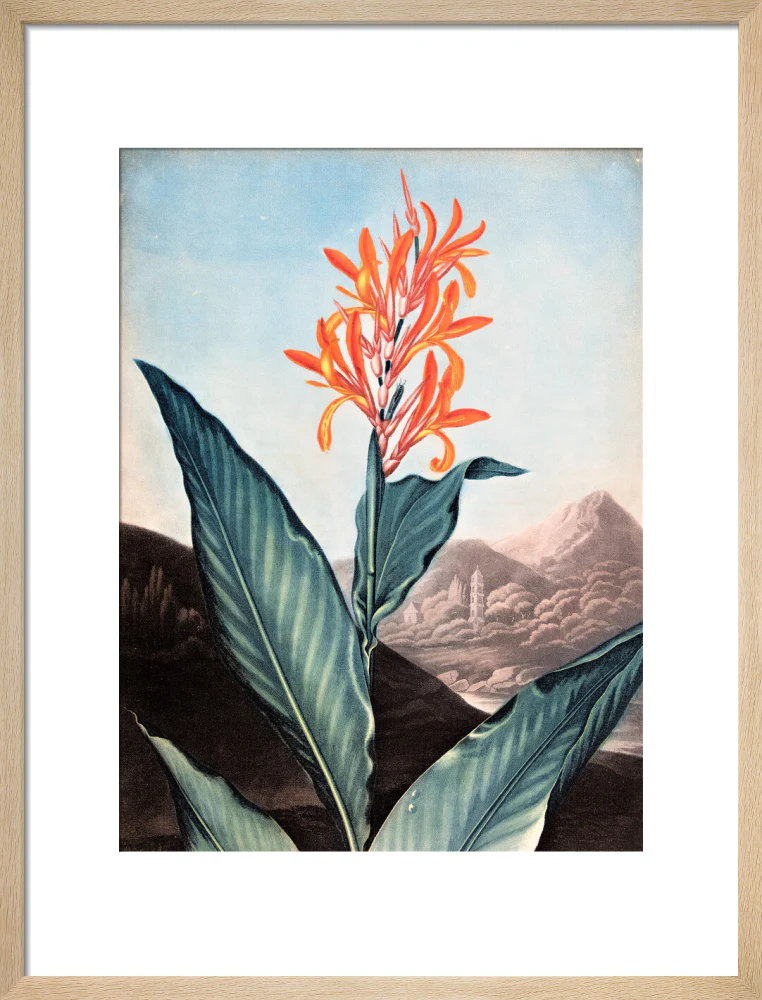 Indian Reed by Robert John Thornton - Image 11