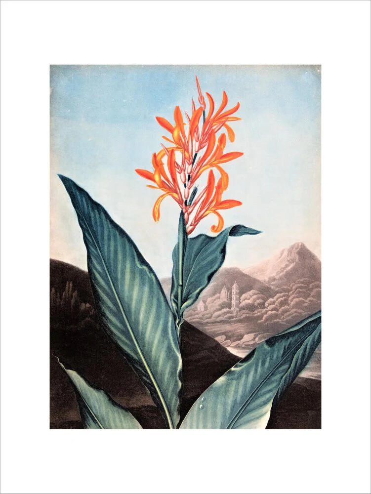 Indian Reed by Robert John Thornton - Image 12