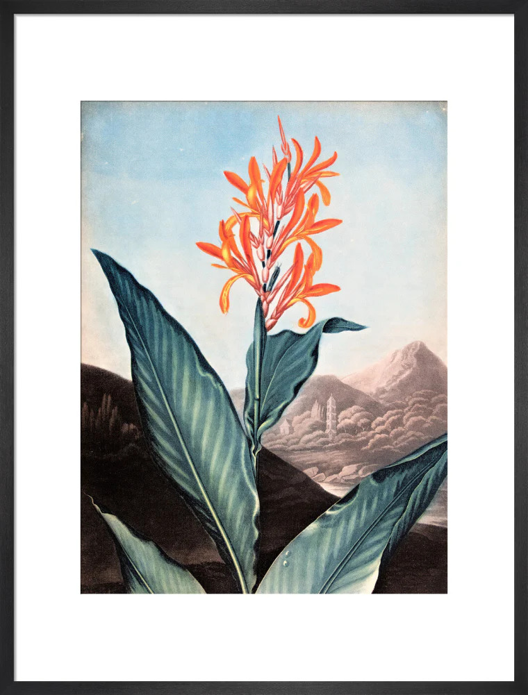 Indian Reed by Robert John Thornton - Image 13