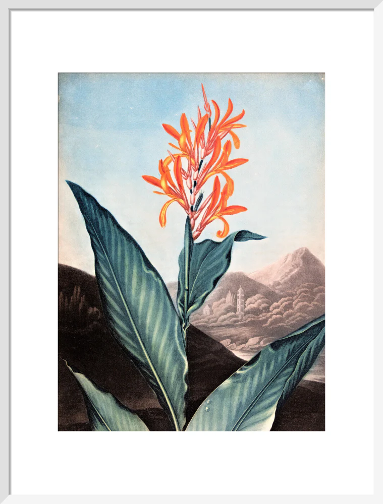 Indian Reed by Robert John Thornton - Image 14