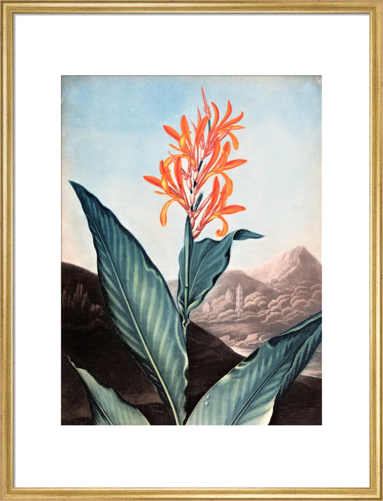 Indian Reed by Robert John Thornton - Image 15