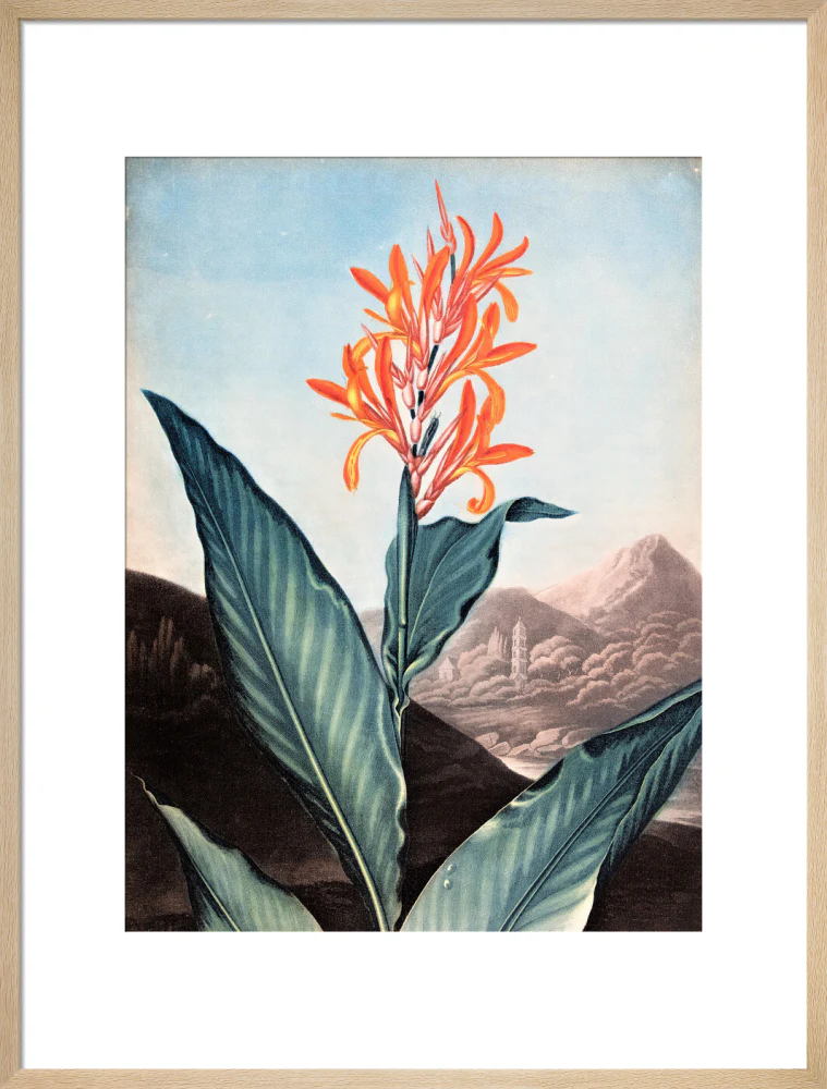 Indian Reed by Robert John Thornton - Image 16