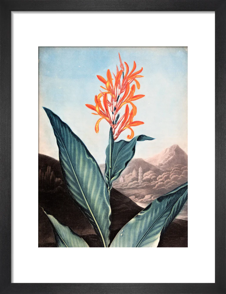 Indian Reed by Robert John Thornton - Image 3
