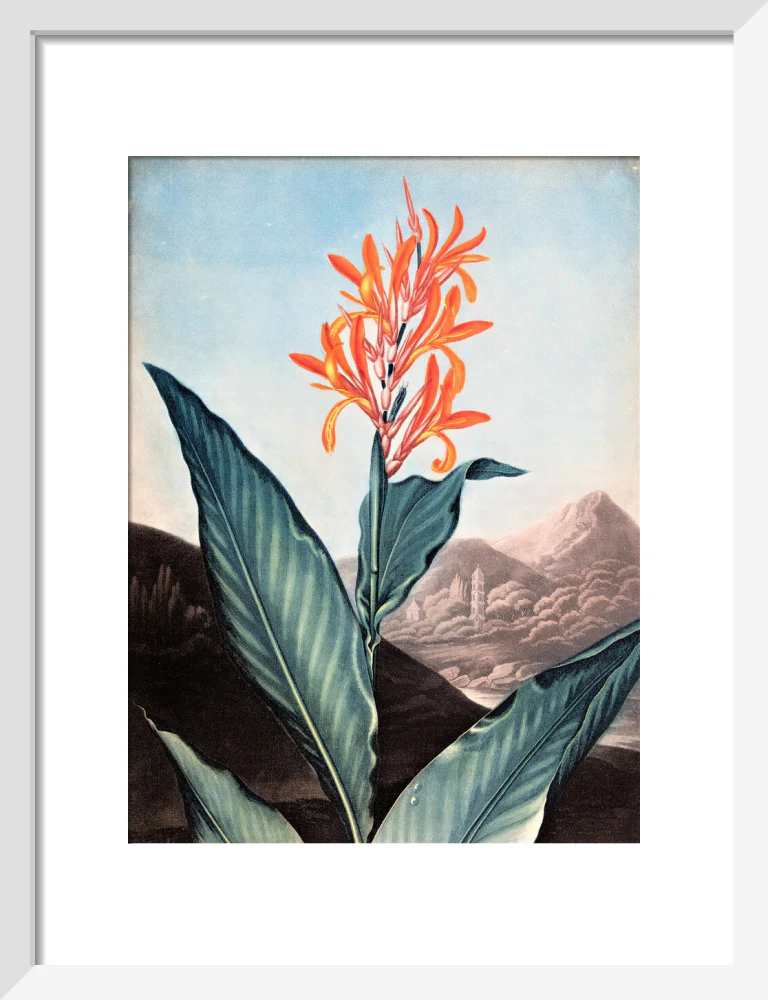 Indian Reed by Robert John Thornton - Image 4